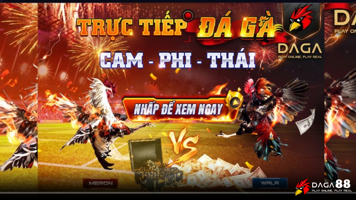 Những điều cần biết về đá gà Philippines dành cho người mới - hình minh họa 2