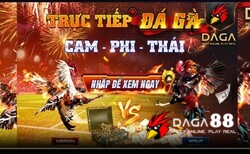 Chia sẻ cách nuôi gà chiến tơ hiệu quả đạt tiêu chuẩn - hình minh họa 2